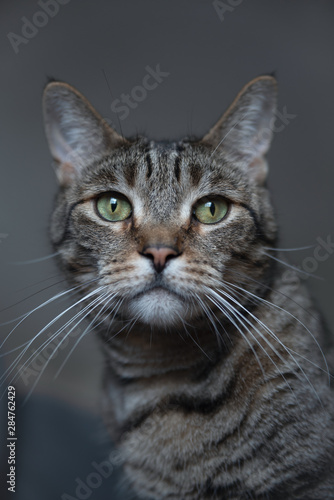 Portrait of a cat  © ekaterina