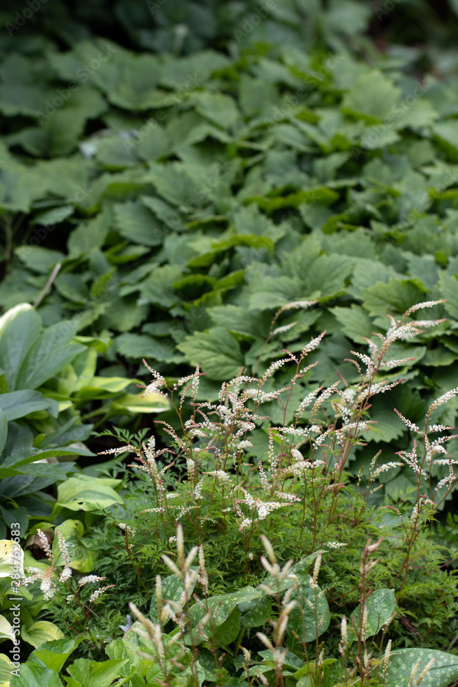 Vertical image of dwarf goatsbeard (Aruncus aethusifolius), a shade-loving perennial, in flower in a garden setting, with copy space