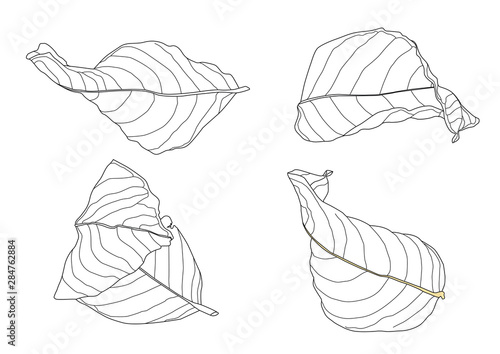Fotografija Skeletal leaves Dry leaf lined design on white background illustration vector
