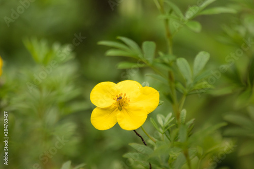 Potentilla - Isolated Yellow flower with a bee