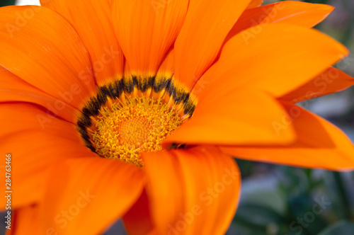 naranja  belleza  gerbera  polen  petalo  hermosa