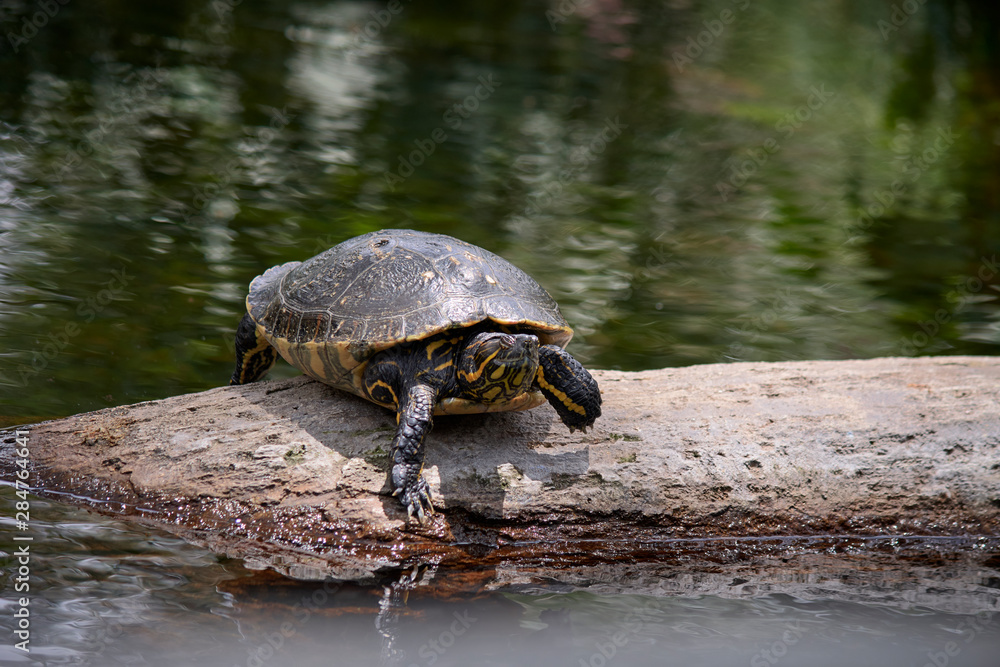Fototapeta premium Turtle resting on a stone
