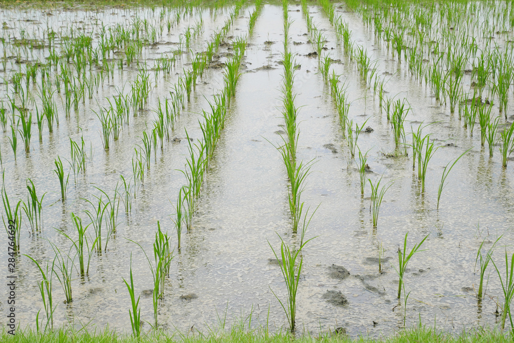 Obraz premium paddy rice in the field with water waiting for harvest