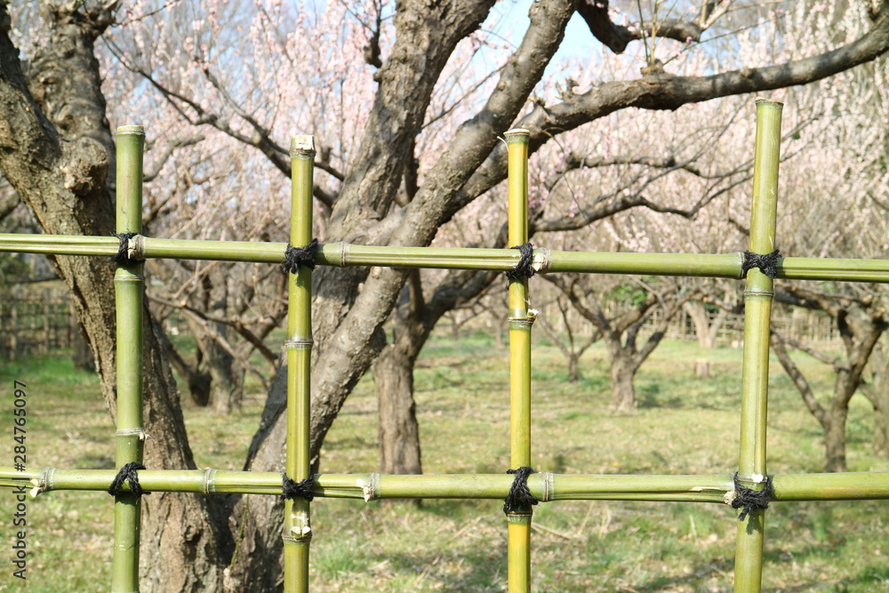 Fototapeta premium 梅園を囲む竹垣