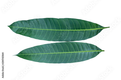 Two mango green leaves isolated on white background with clipping path.