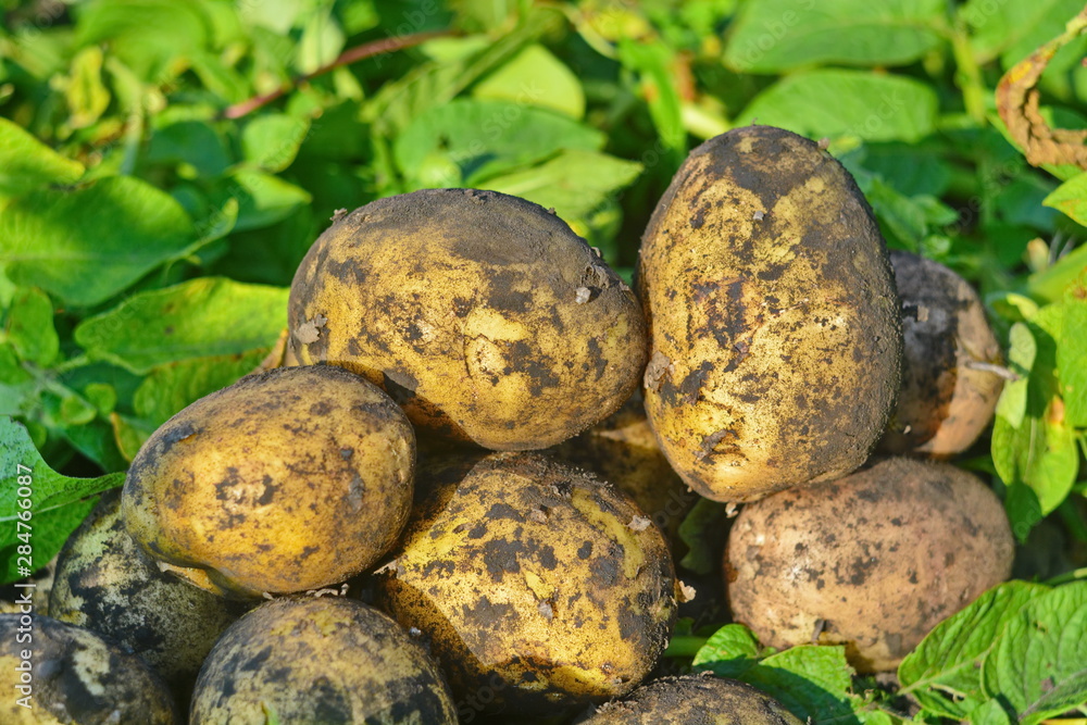 Yellow tubers of fresh potatoes dug out of the ground on a background of green potato tops Yellow tubers of fresh potatoes dug out of the ground on a background of green potato tops