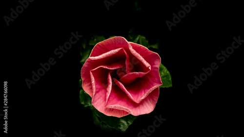 Timelapse of the hibiscus flower blooming on a black background