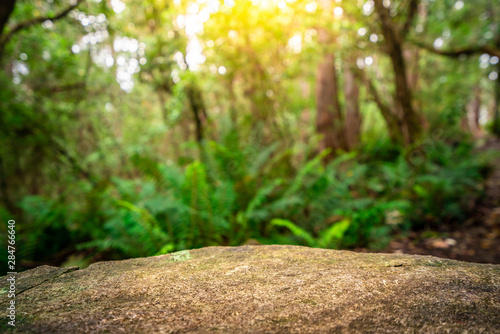 Fotografie, Tablou Empty rock table for product display in jungle of Tasmania, Australia