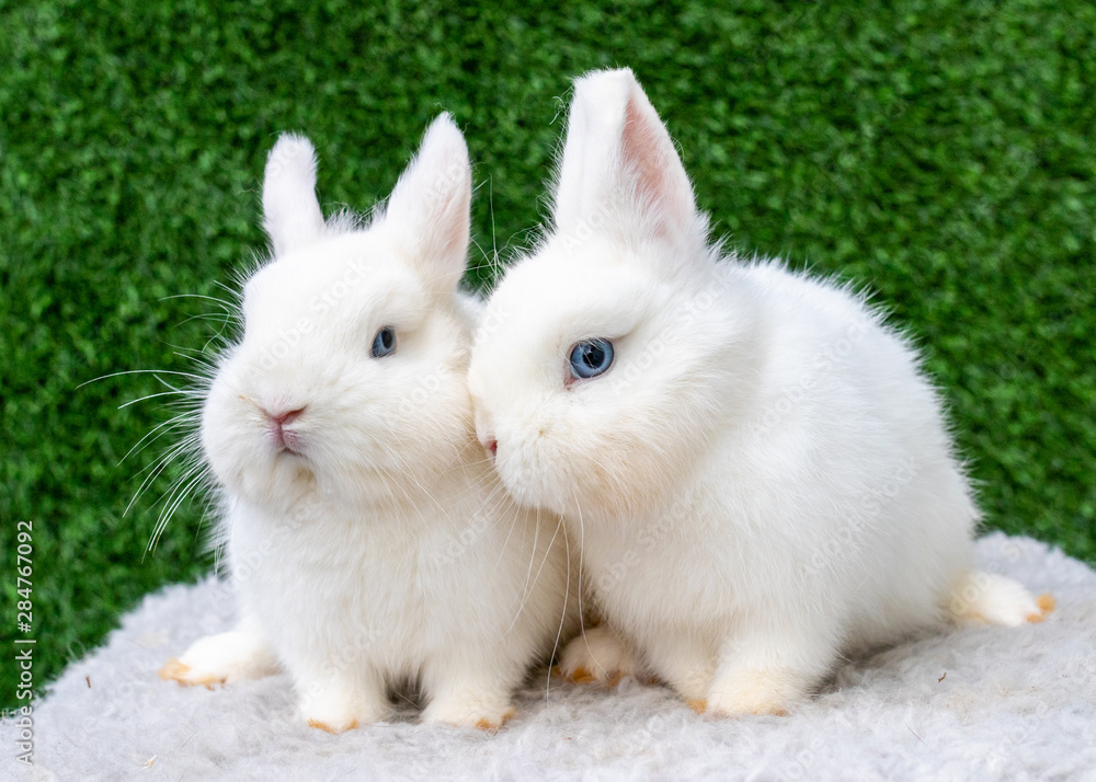Two small white bunnies on green background Two small white bunnies on green background