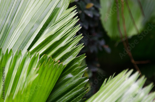 close-up striped green palm leaves abstract tropical background.