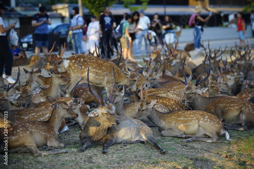 奈良の鹿さん　Nara deer in Nara Park