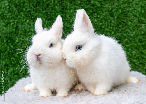 Two small white bunnies on green background