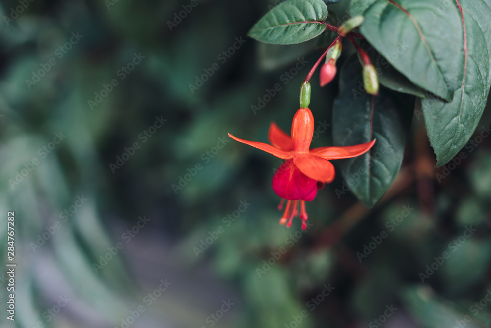 Green leaves background. Natural tropical background nature forest jungle foliage.