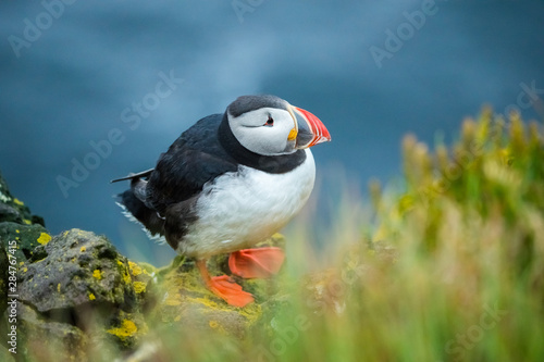 Close up cute of Puffin at island in Iceland © Lab_Photo