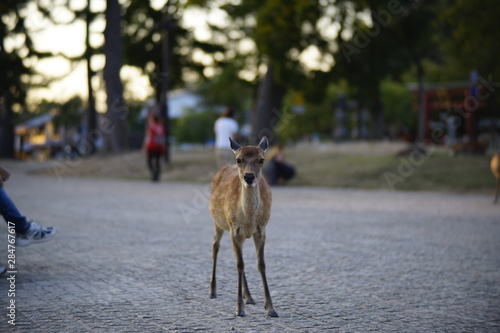 奈良の鹿さん Nara deer in Nara Park