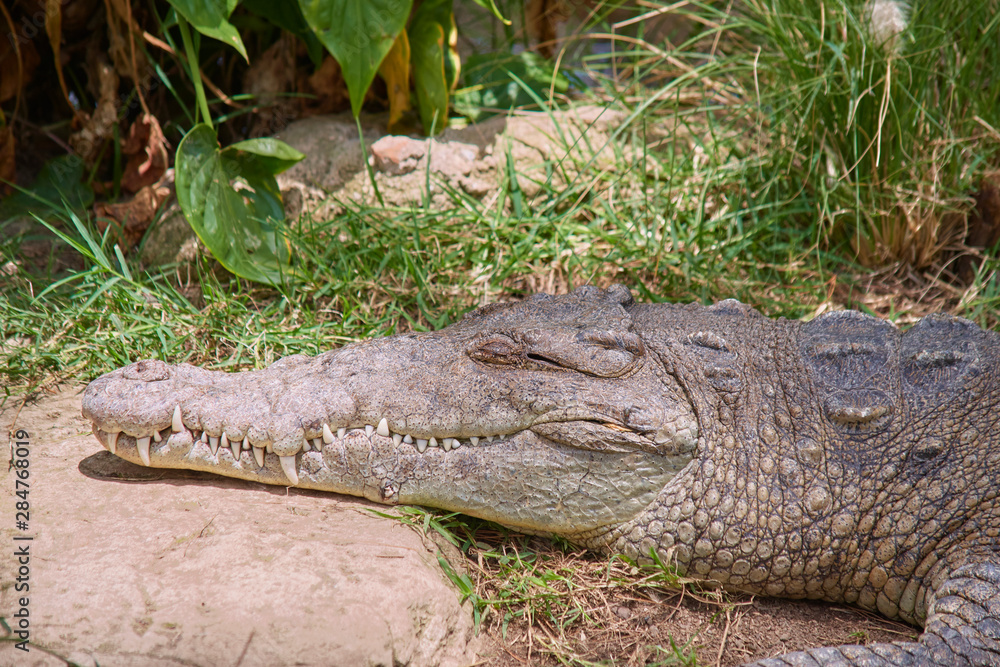 Fototapeta premium Big crocodile resting in the sun