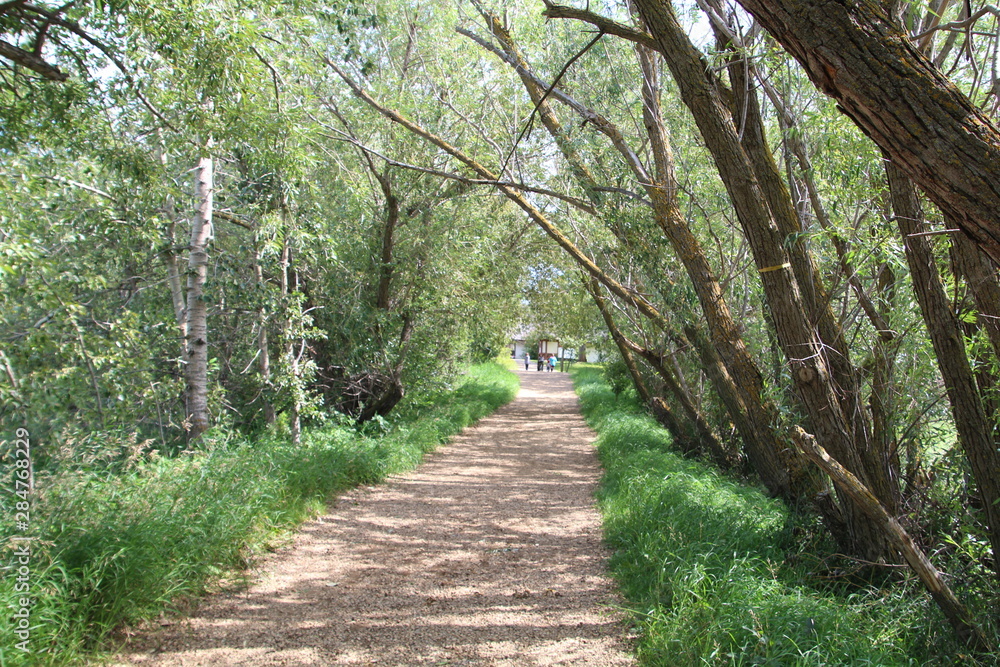 Obraz premium Path In The Forest, Ukrainian Cultural Heritage Village, Alberta
