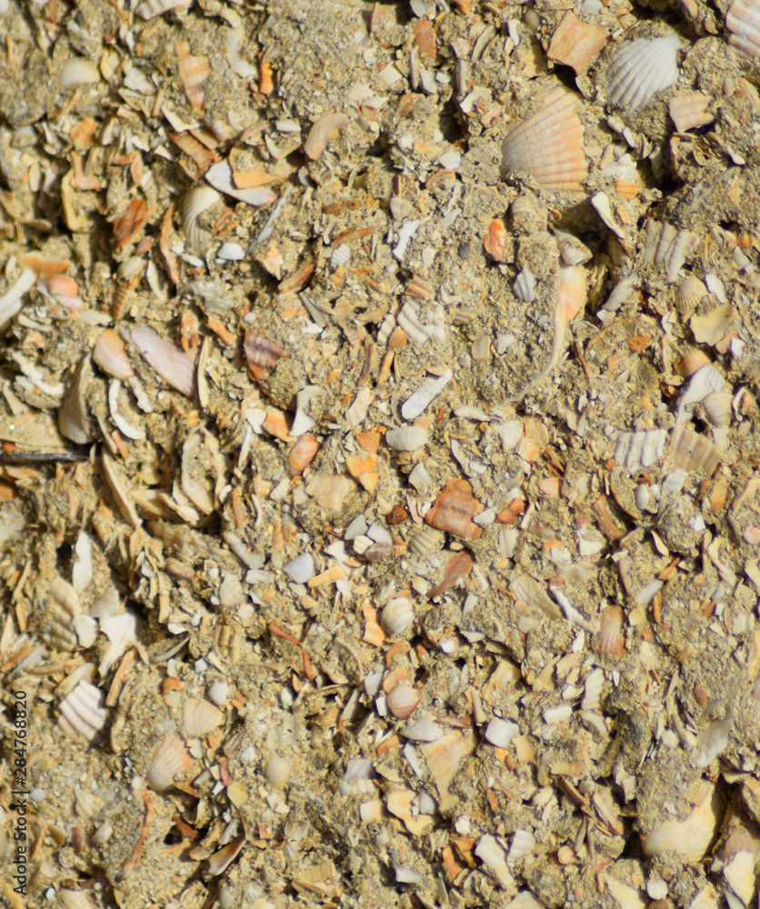 Background from a shell rock in cement. Background from a shell rock in cement.