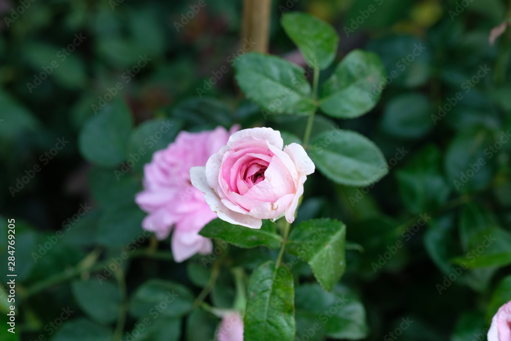 pink rose in the garden pink rose in the garden