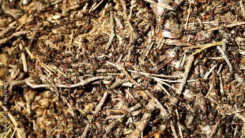 Dozens of ants moving on ant hill. Close up shot. Dozens of ants moving on ant hill. Close up shot.