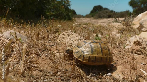 Small russian tortoise walking on the desert on a hot sunny day, close up photo