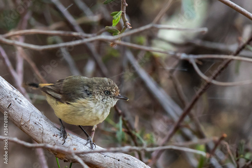 Buff-rumped Thornbill (Acanthiza reguloides) race 