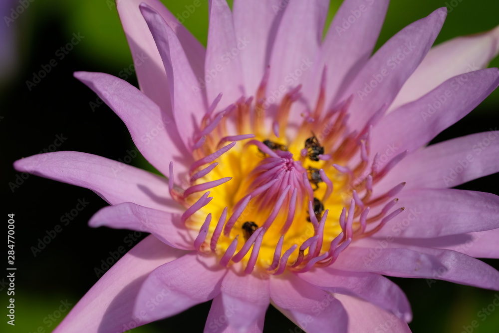 bee on a flower bee on a flower