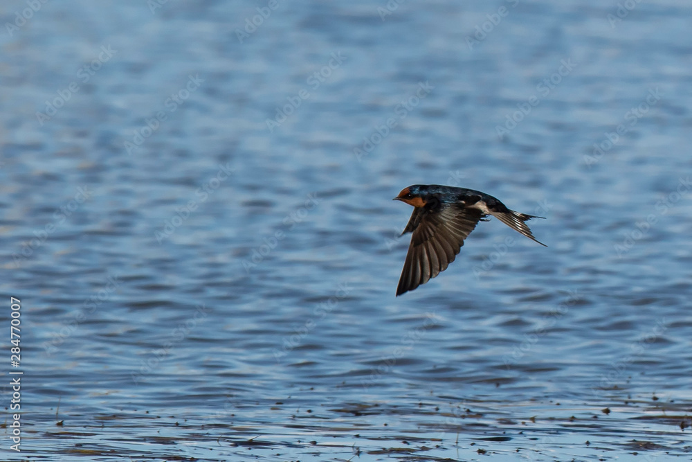 Welcome Swallow in Flight (Hirundo neoxena) race Welcome Swallow in Flight (Hirundo neoxena) race