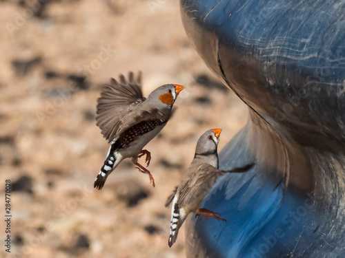 Zebra Finch hovering to drink water from a leaking tank. (Taeniopygia guttata) race 