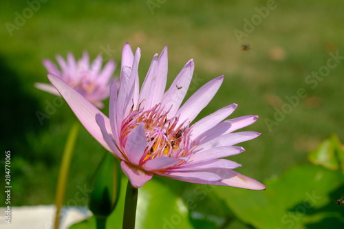 Closeup of pollen lotus flower
