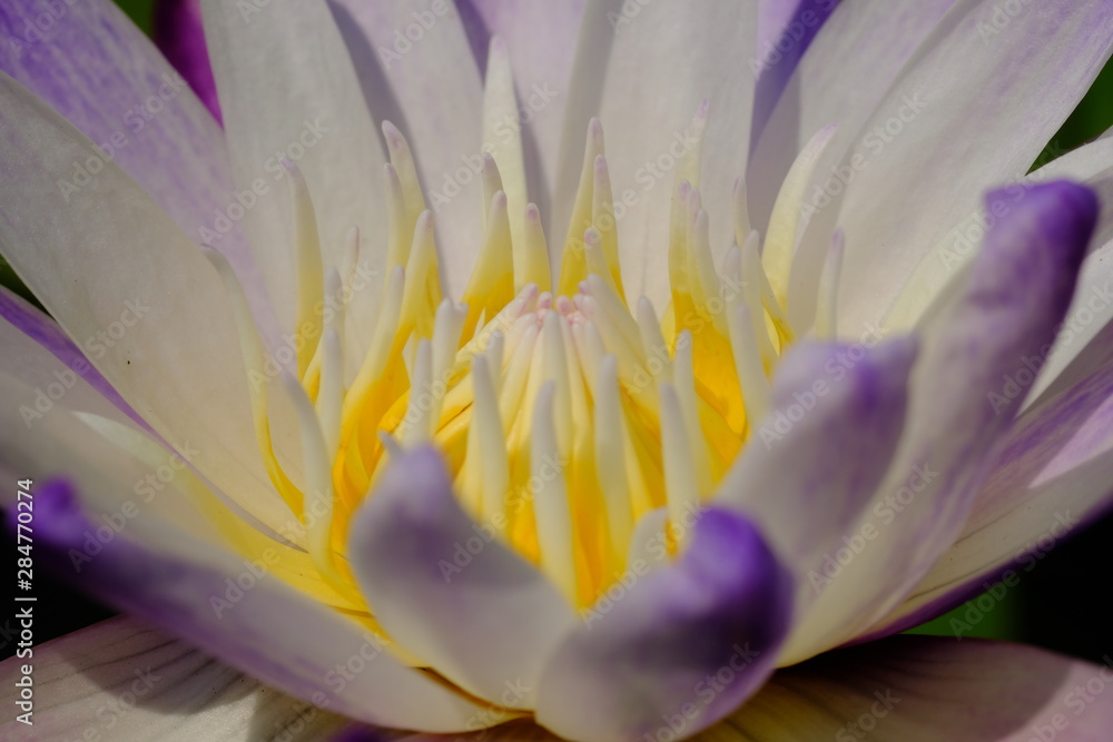 closeup of yellow lotus pollen flower