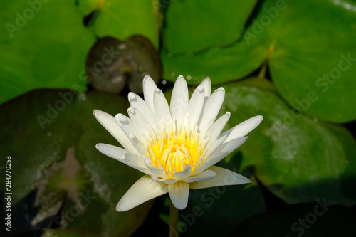 closeup of yellow lotus pollen flower with green leave