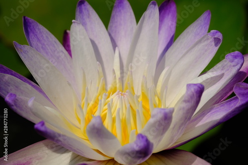 closeup of yellow lotus pollen flower