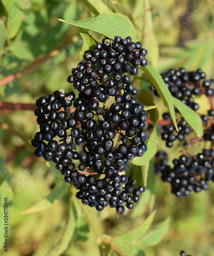 The elder berries