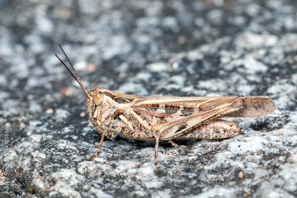 Image of brown grasshopper on the rock background. Insect. Animal. Image of brown grasshopper on the rock background. Insect. Animal.