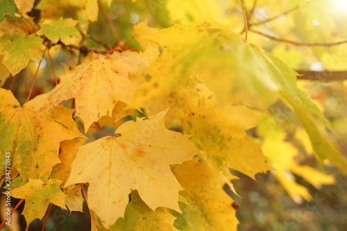 Autumn maple yellow leaves on a blurred background.Autumn nature background