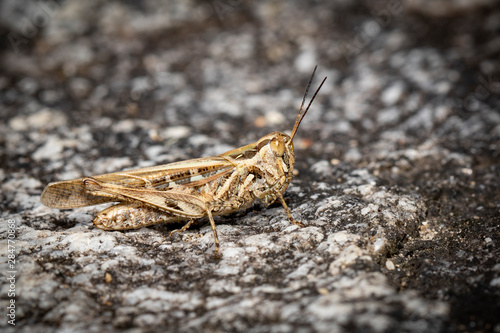 Image of brown grasshopper on the rock background. Insect. Animal.
