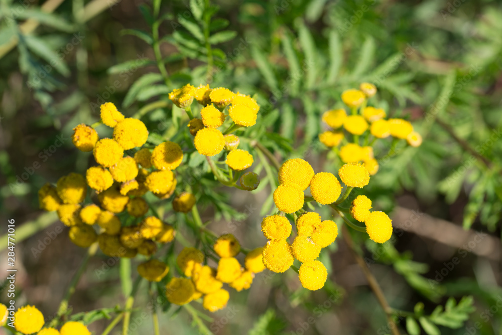Tansy, Tanacetum vulgare yellow flowers Tansy, Tanacetum vulgare yellow flowers