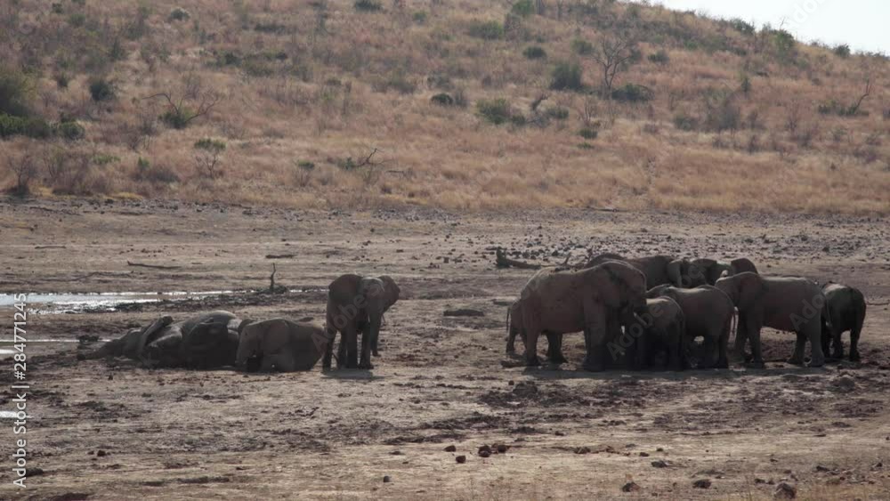 Elephants having a dust bath. Late afternoon. Elephants having a dust bath. Late afternoon.
