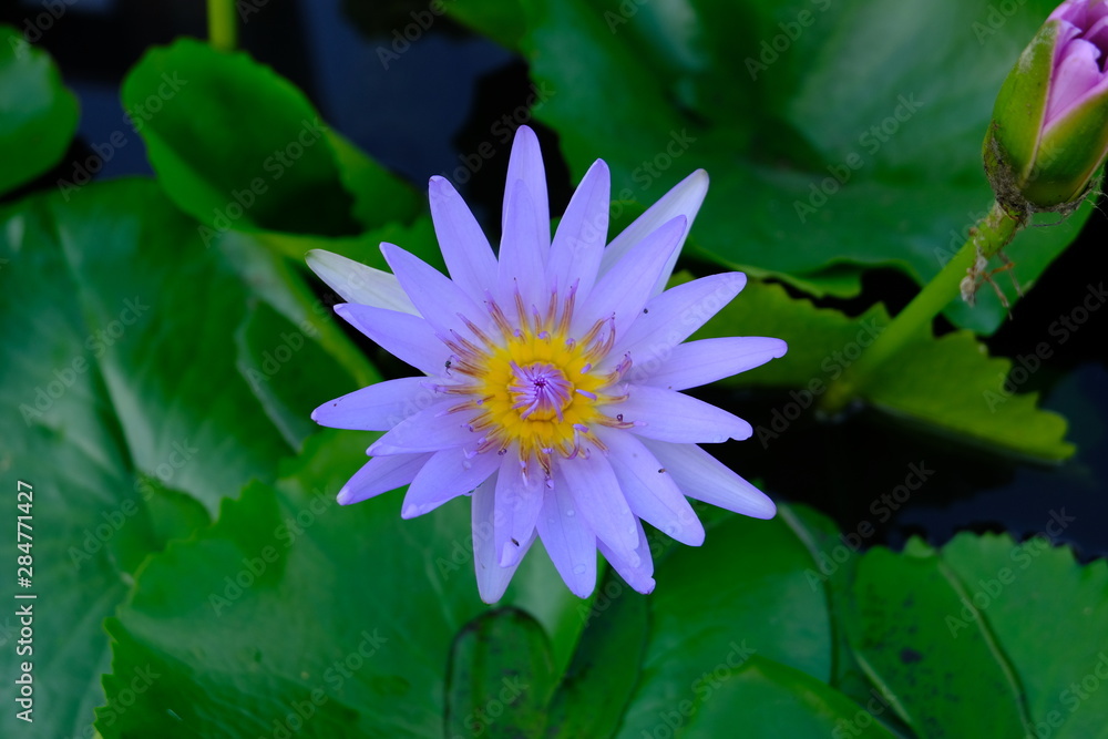 Purple Lotus Flower with bees Purple Lotus Flower with bees