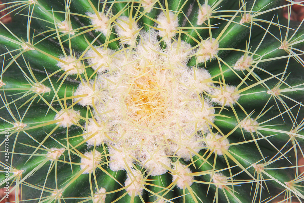 Green cactus with yellow long thorn patterns and white hair or ornamental golden barrel flowers blooming top view in natural botany garden background Green cactus with yellow long thorn patterns and white hair or ornamental golden barrel flowers blooming top view in natural botany garden background