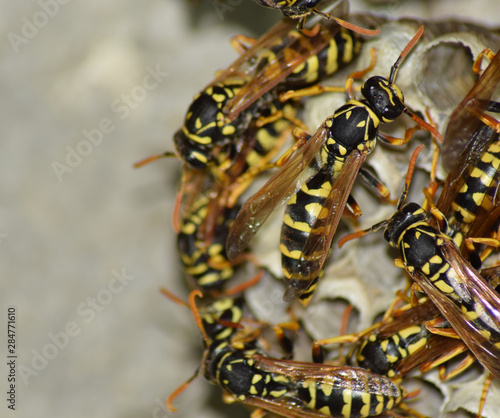 Wasp nest with wasps sitting on it. Wasps polist. The nest of a