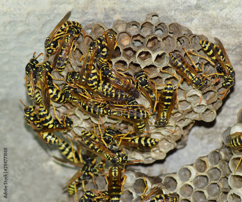 Wasp nest with wasps sitting on it. Wasps polist. The nest of a