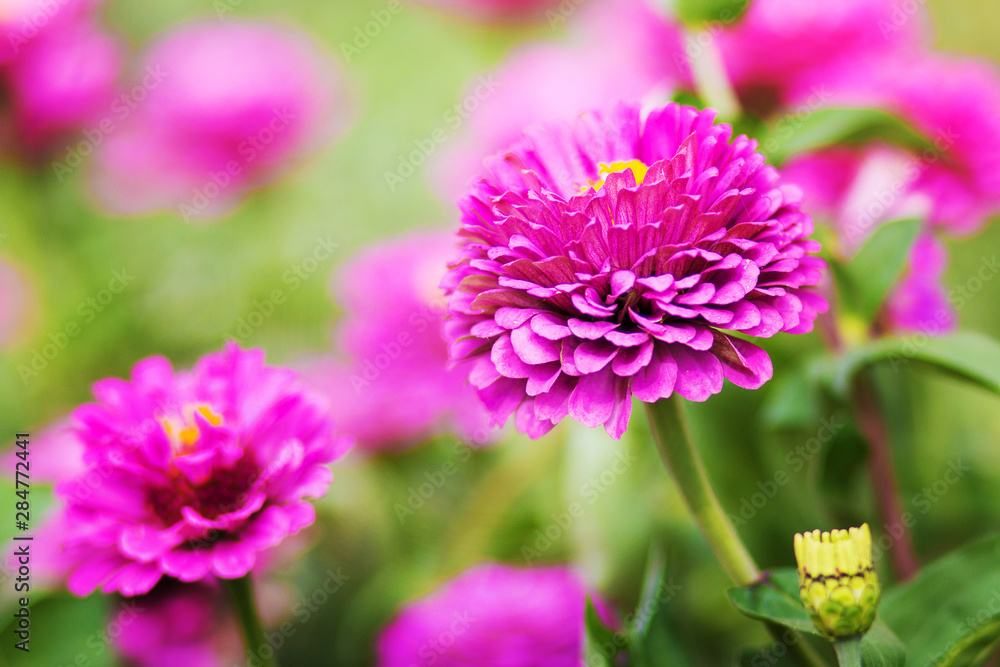 Beautiful pink cynia flowers. Summer flower background Beautiful pink cynia flowers. Summer flower background