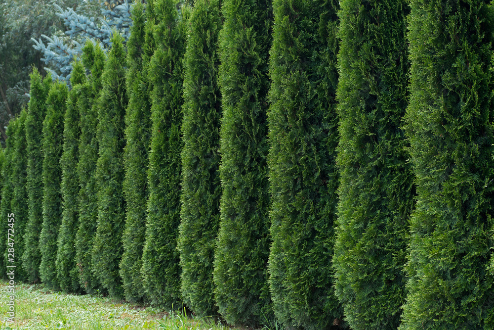 Hedge, which is a series of vertical green pyramidal thuja with fluffy needle-like foliage running from right to left in perspective against the background of forest above and light green grass below Hedge, which is a series of vertical green pyramidal thuja with fluffy needle-like foliage running from right to left in perspective against the background of forest above and light green grass below