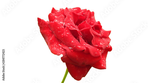 red rose with drops of water after rain isolated on white background
