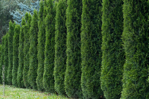 Hedge, which is a series of vertical green pyramidal thuja with fluffy needle-like foliage running from right to left in perspective against the background of forest above and light green grass below