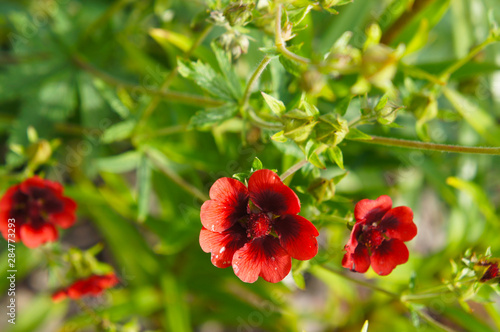Tableau sur toile Potentilla atrosanguinea or himalayan cinquefoil red flowers with green leaves