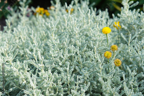 santolina chamaecyparissus incana cotton lavender plant