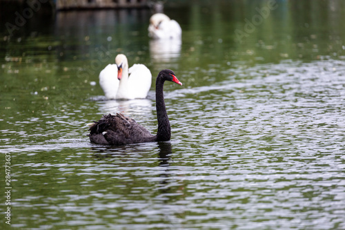 Black swan in water